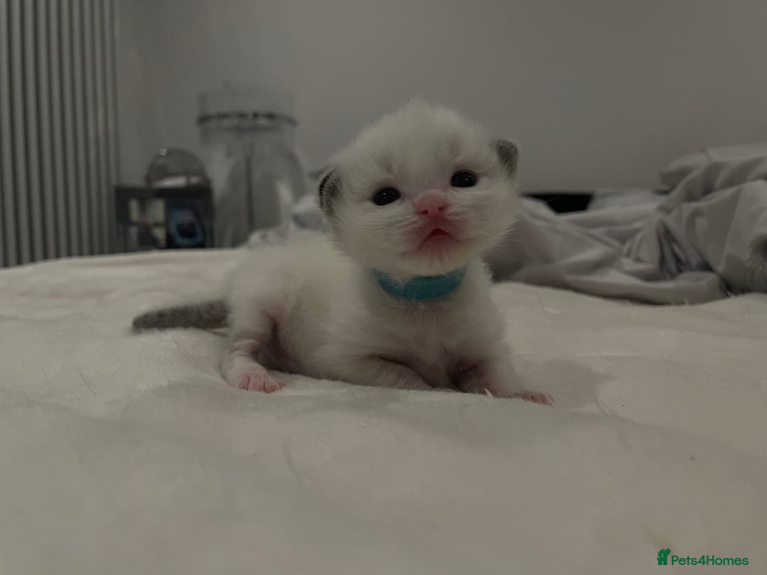 Ragdoll cats for sale: Pure Breed bi colour blue Ragdoll Kittens - Image 14