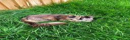 Maine Coon cats for sale: Imported polydactyl Russian Mainecoon Queen - Advert 7