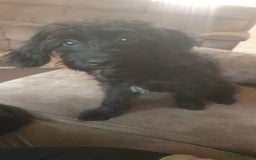Mixed Breed dogs for sale: Miniature poodle x cockapoo - Image 1