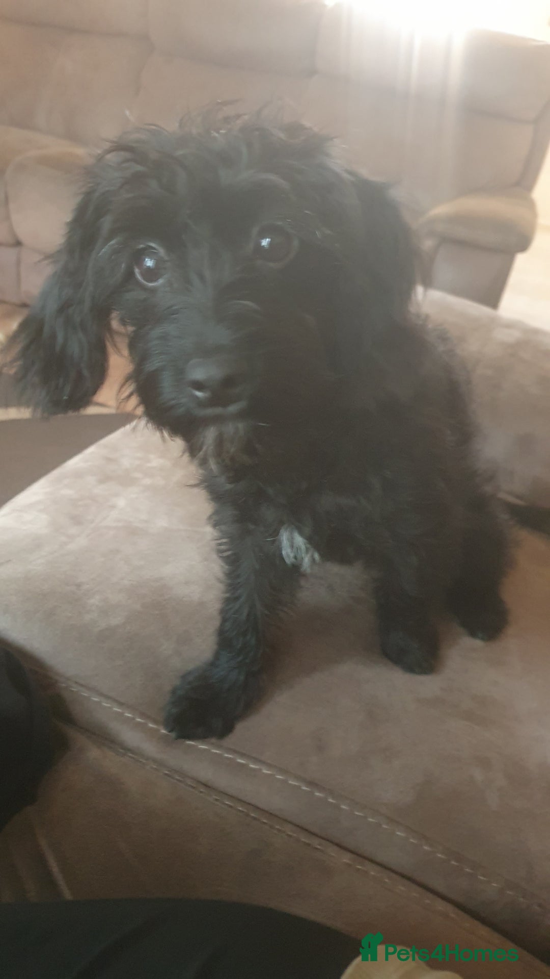 Mixed Breed dogs for sale: Miniature poodle x cockapoo - Image 1