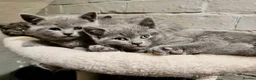 British Shorthair cats for sale: BRITISH SHORTHAIR KITTENS GCCF REGISTERED - Advert 10