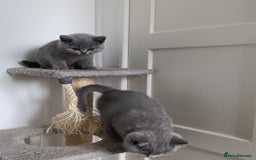 British Shorthair cats for sale: Blue British Shorthair kittens - Image 8
