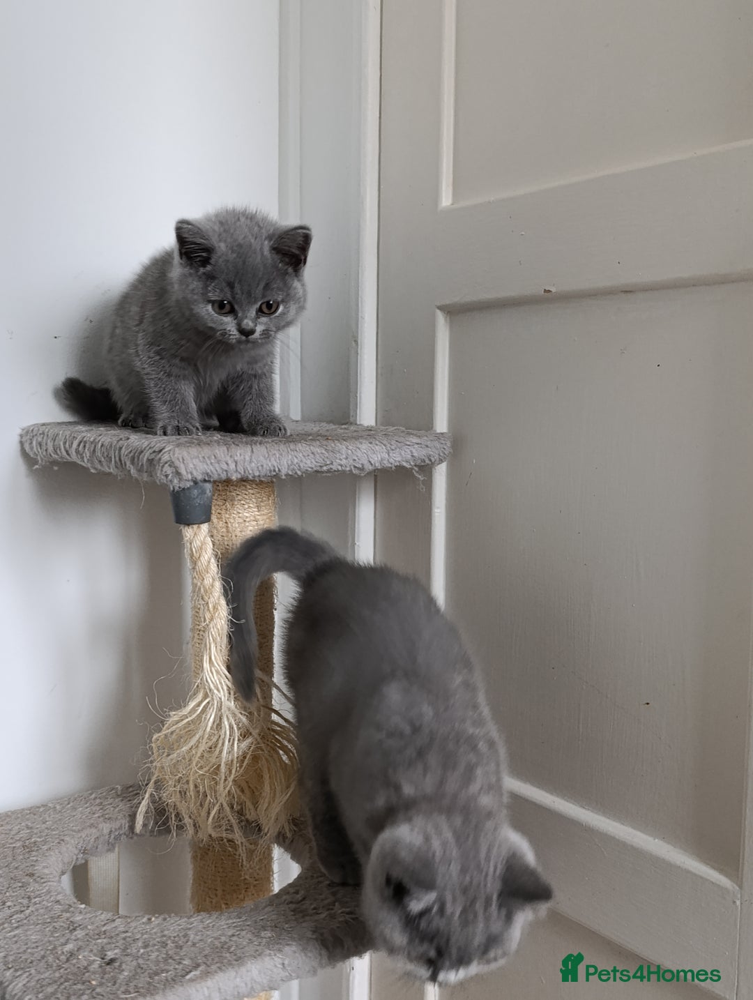 British Shorthair cats for sale: Blue British Shorthair kittens - Image 8