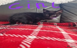Mixed Breed cats for sale: 5 beautiful kittens  - Image 4