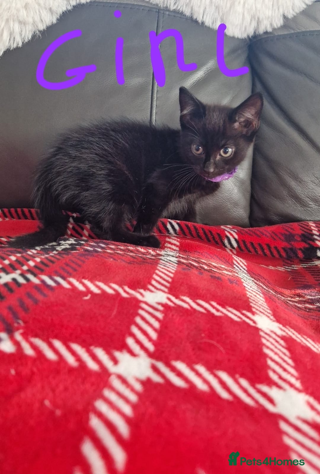 Mixed Breed cats for sale: 5 beautiful kittens  - Image 4