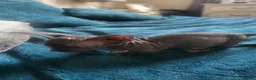Sphynx cats for sale:  3 Sphynx/bambino kittens - Advert 16