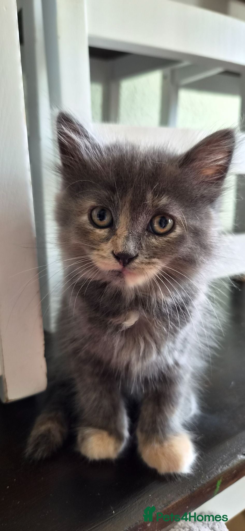 Mixed Breed cats Grey Fluffy Female - Advert 1