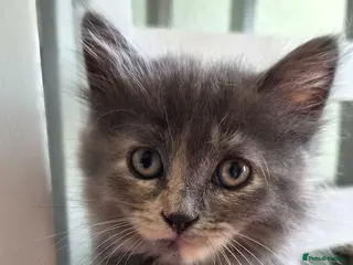 Mixed Breed cats Grey Fluffy Female - Advert 1