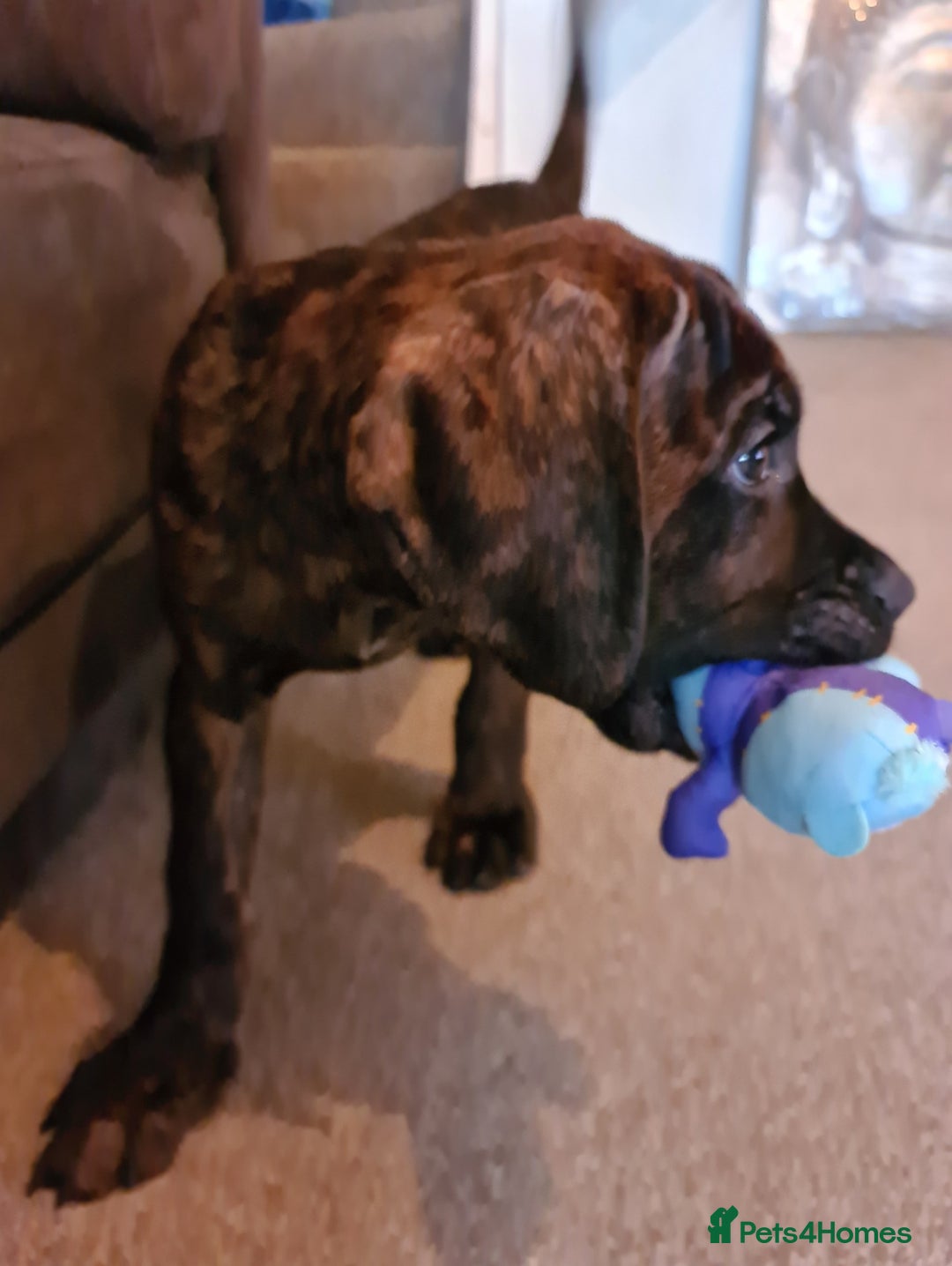 Cane Corso dogs for sale: READY TO LEAVE! BIG, CHUNKY Cane Corso puppies! - Advert 18
