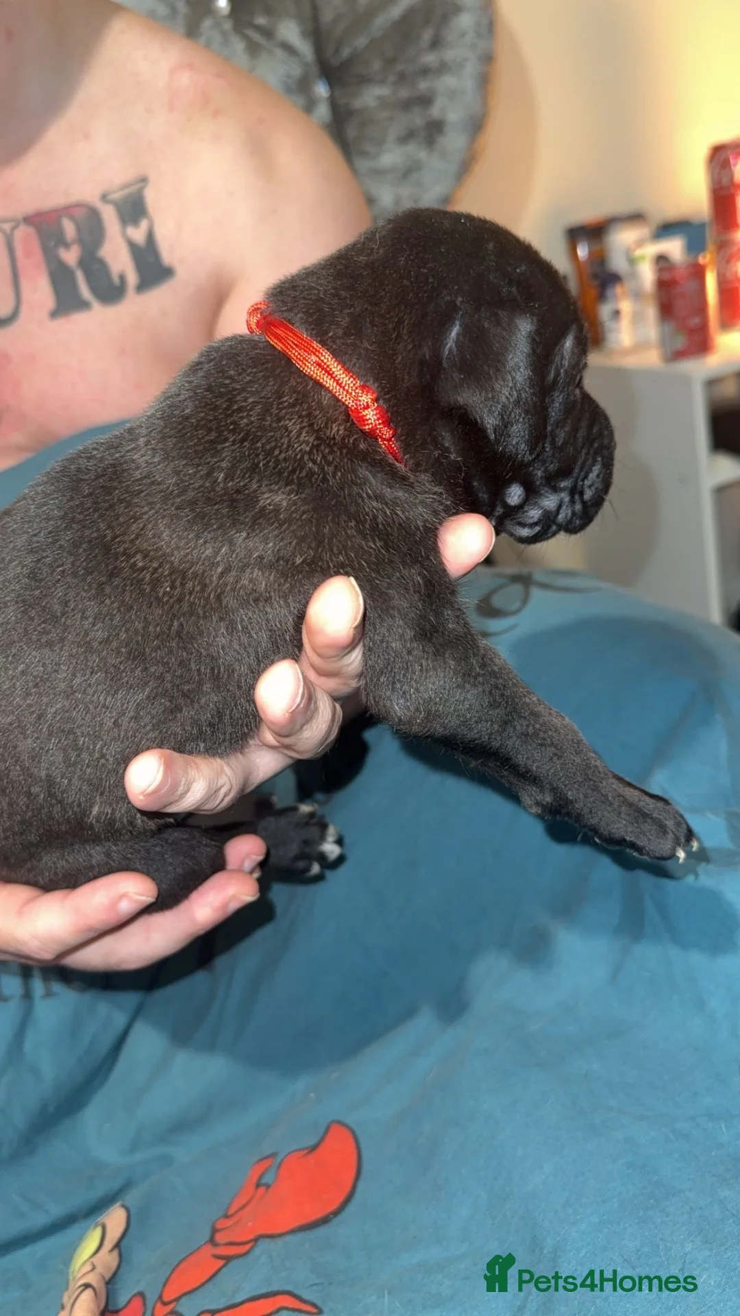 Cane Corso dogs for sale: Cane corso puppy’s  - Advert 2