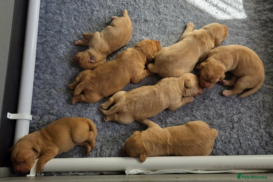 Labrador Retriever dogs for sale: Working gundog fieldtrial champions bloodline  - Advert 20