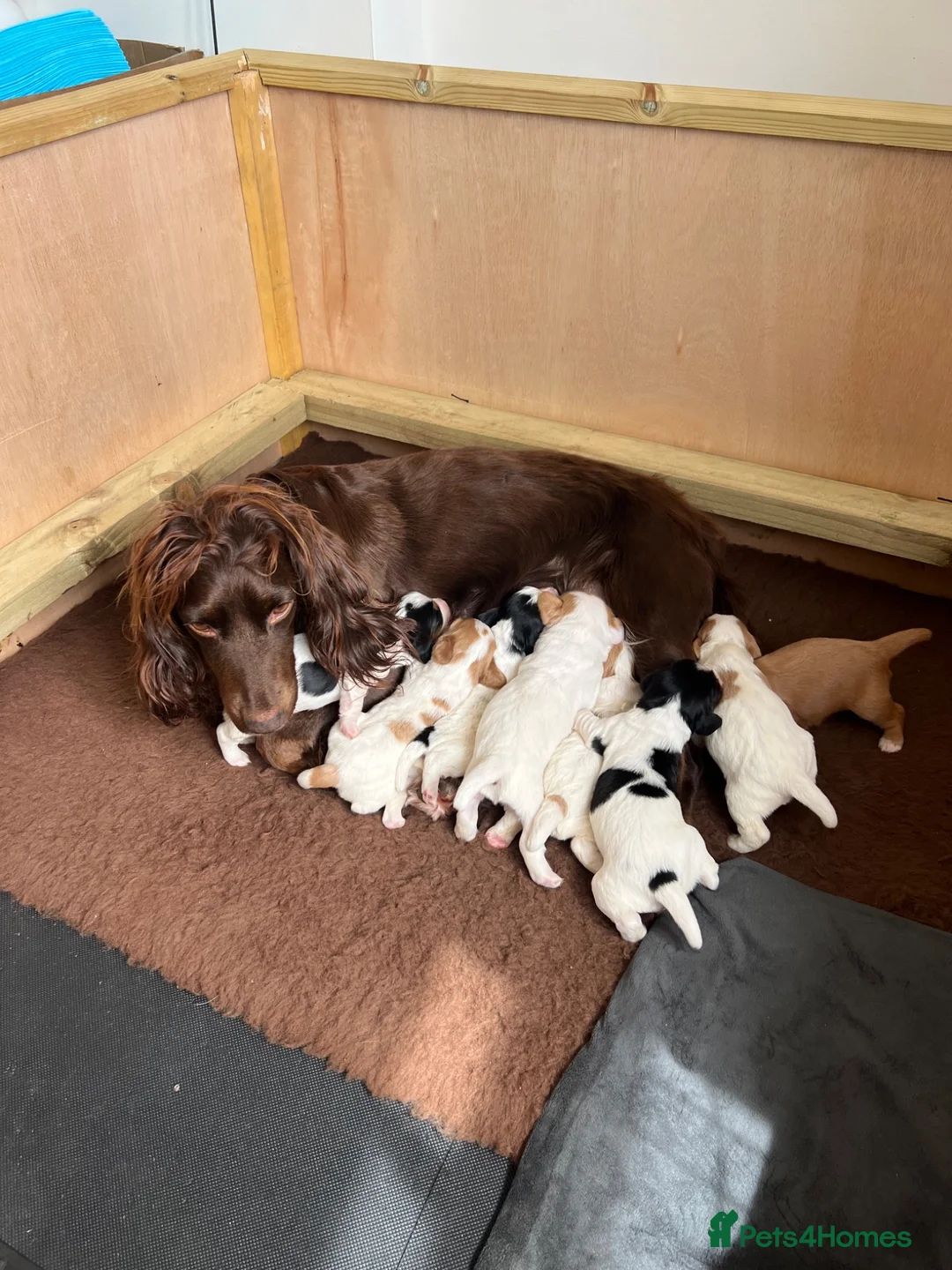 Cocker Spaniel dogs for sale: Working cocker spaniel puppies in Houghton le Spring - Advert 7