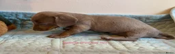 Miniature Dachshund dogs for sale: Four Beautiful Miniature Dachshund Puppies - Advert 7