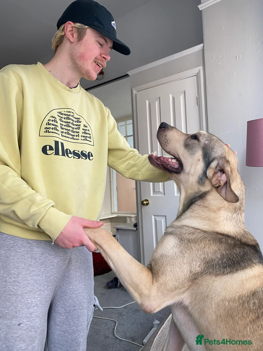 Sheprador dogs for sale: RORY  - Advert 3