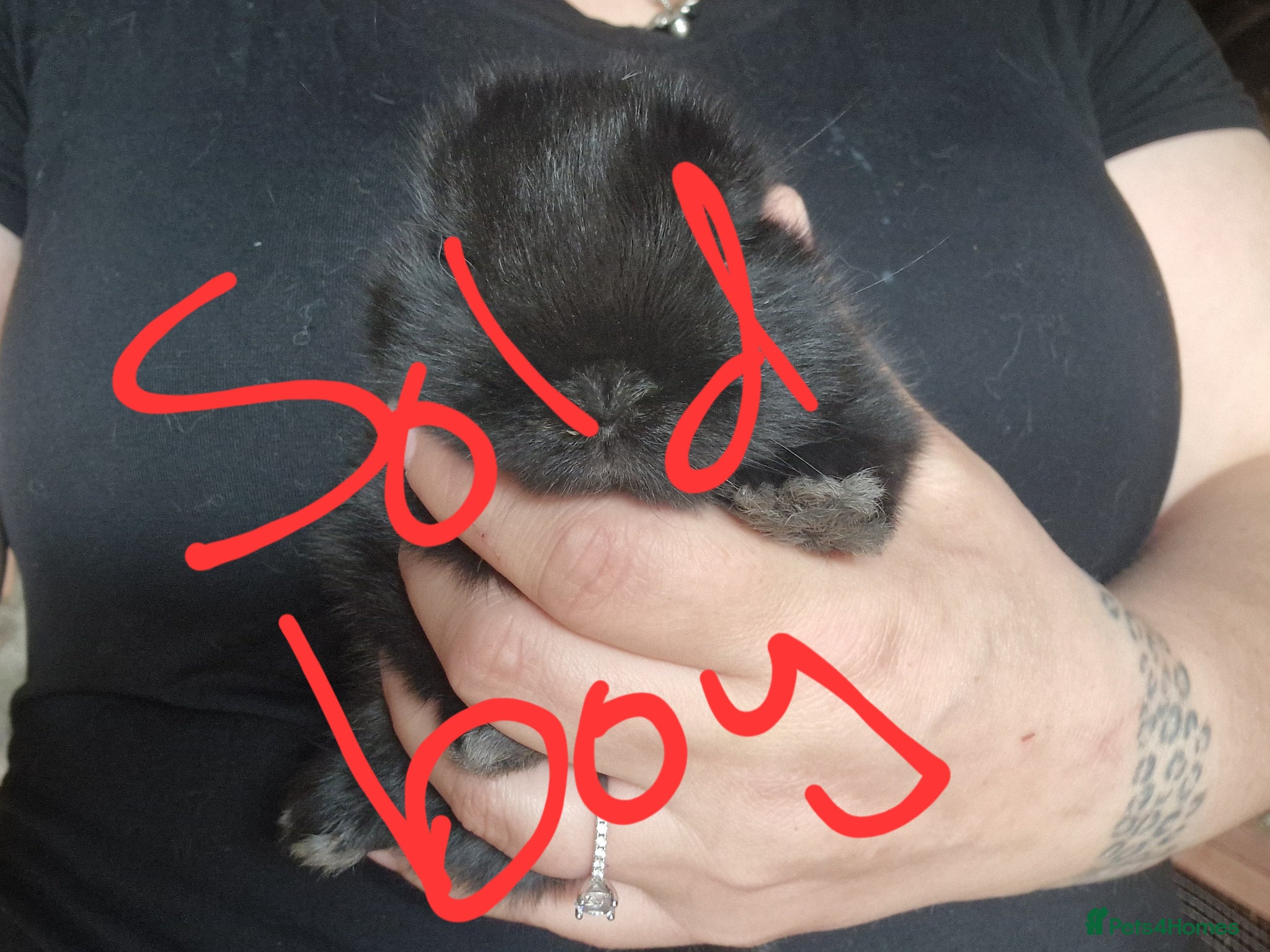 Mini Lop rabbits for sale: Mini lops  - Advert 16