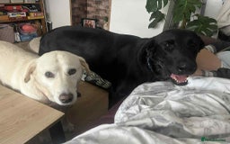 Pointer dogs for adoption: Floyd is looking for an amazing home - Image 4