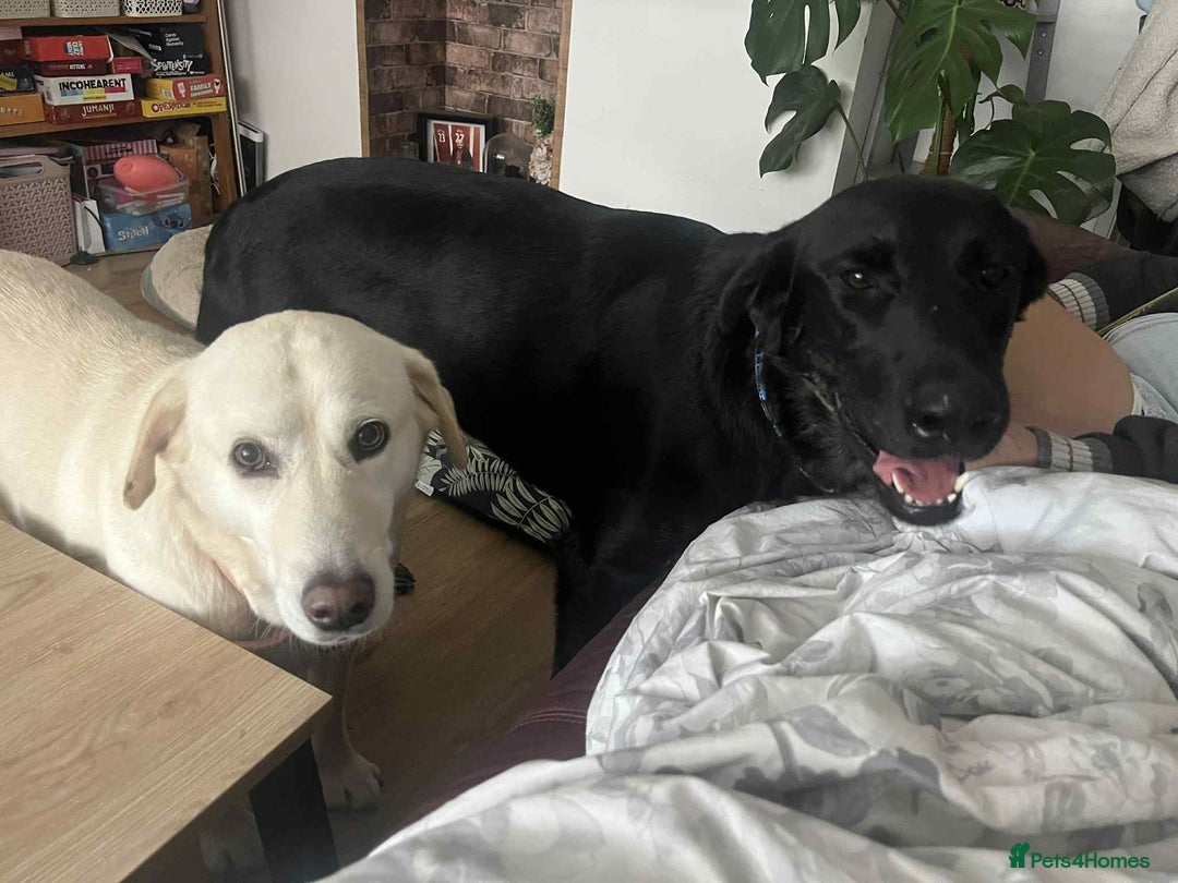 Pointer dogs for adoption: Floyd is looking for an amazing home - Image 4