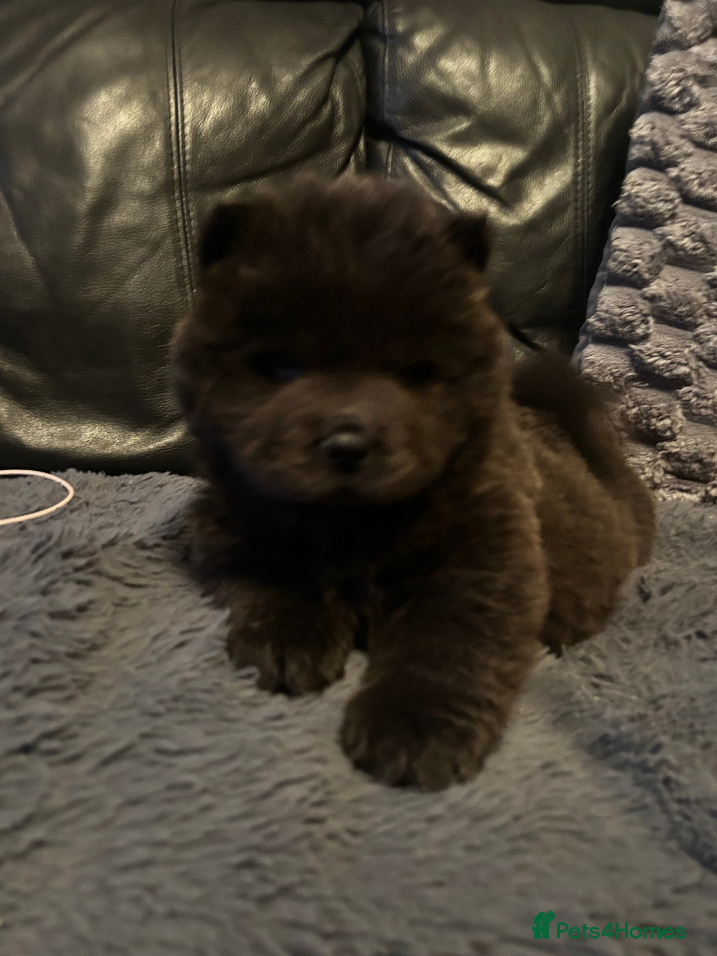 Chow Chow dogs Stunning Last 2 boys, ready now  - Advert 5