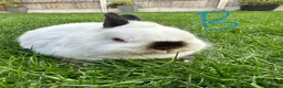 Netherland Dwarf rabbits for sale: Netherland Dwarf Rabbits for sale  - Advert 7