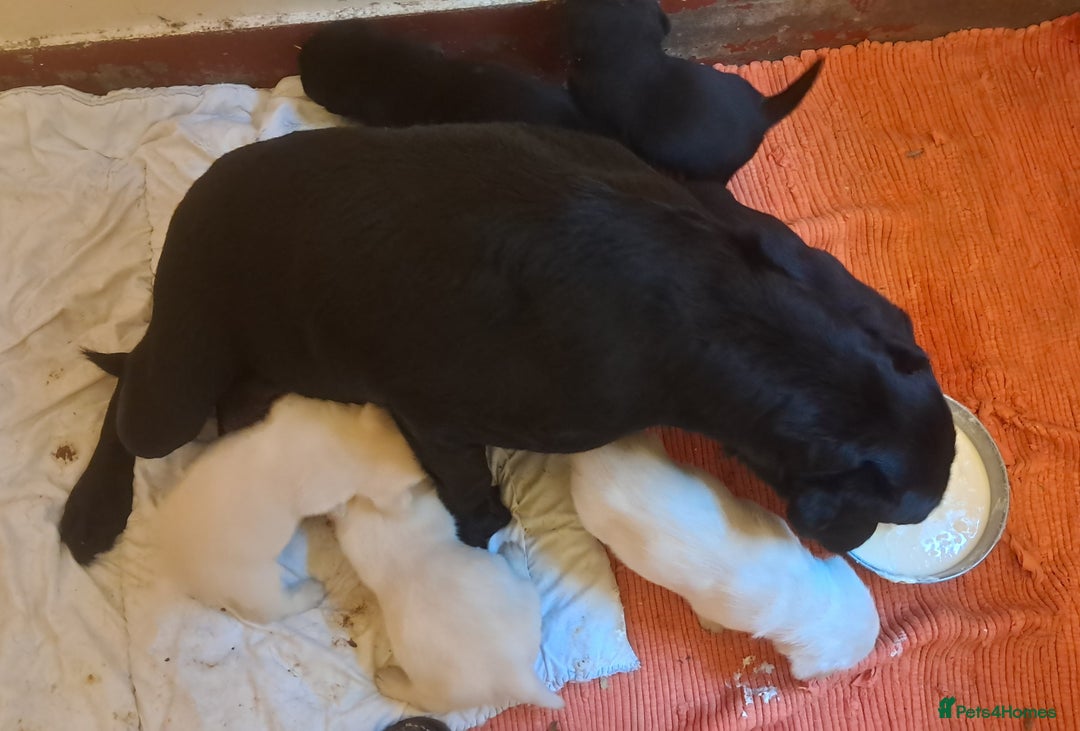 Labrador Retriever dogs for sale: KC Labrador girls - Advert 1