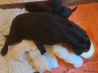 Labrador Retriever dogs KC Labrador girls - Advert 6