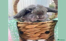 Mini Lop rabbits for sale: Pure bred Mini Lops - Image 5