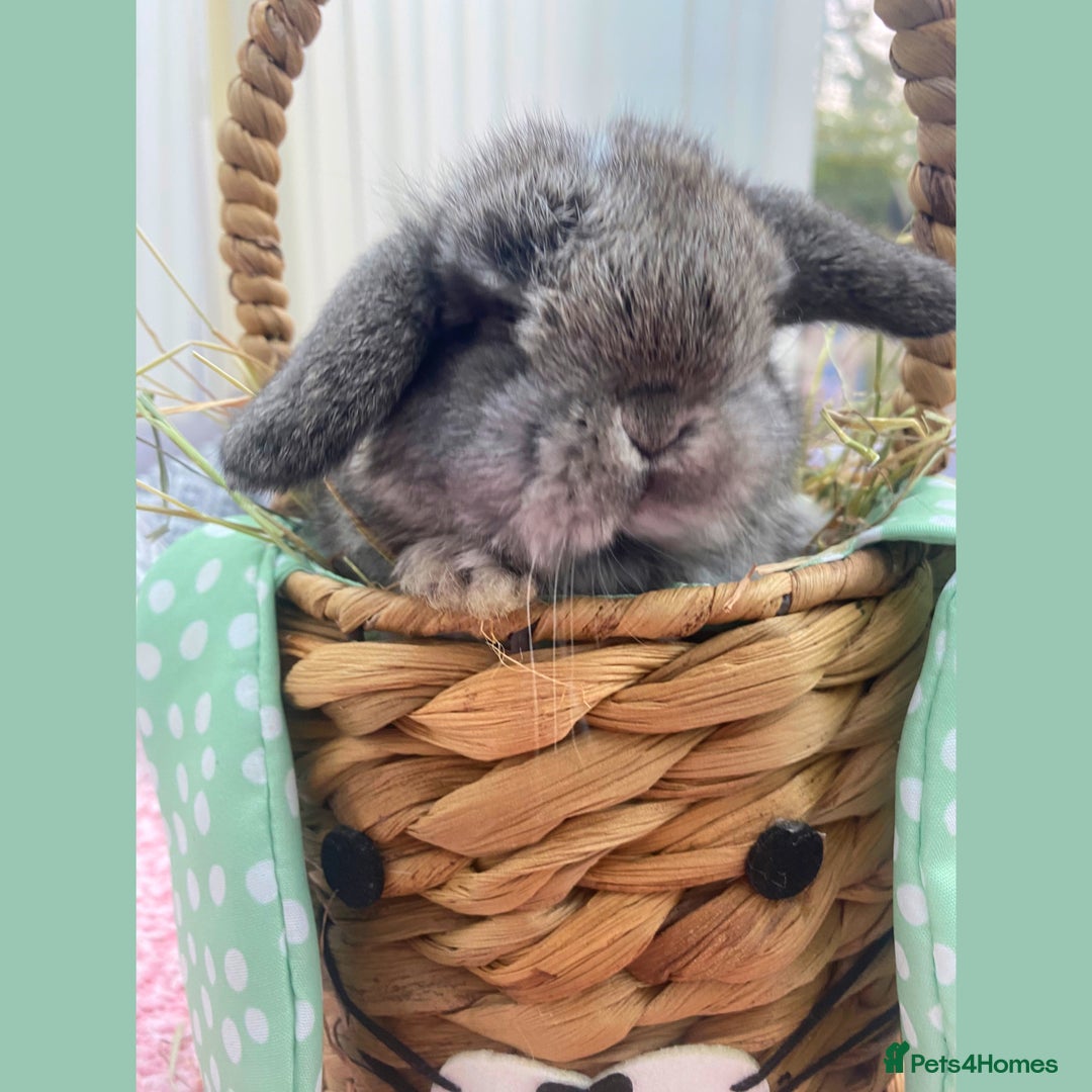 Mini Lop rabbits for sale: Pure bred Mini Lops - Image 5