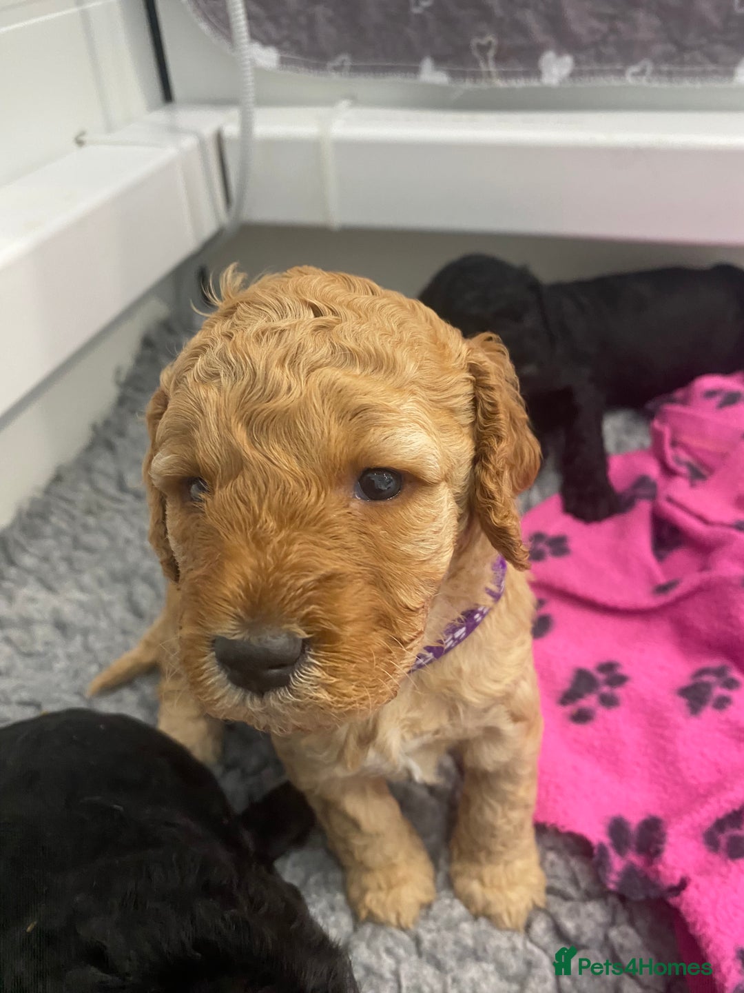 Cockapoo dogs for sale: Cockapoo Puppies for Sale - Image 6