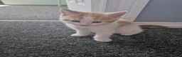 Mixed Breed cats for sale: Kittens - Advert 1