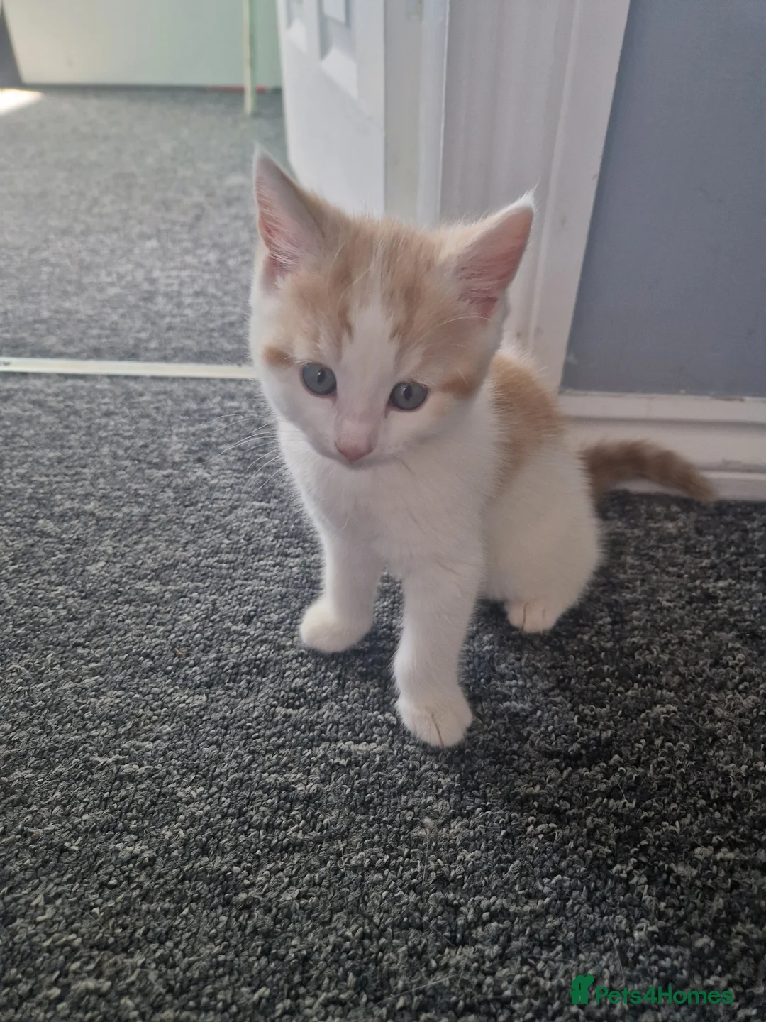 Mixed Breed cats for sale: Kittens - Advert 1