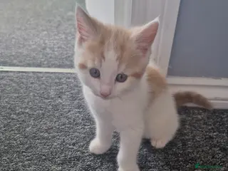 Mixed Breed cats Kittens - Advert 4