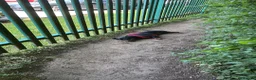 Dachshund dogs for stud: Mr Prince Ben  - Advert 9