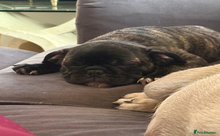 Frug dogs - Advert 5