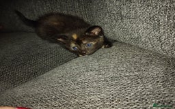 Mixed Breed cats for sale: 3 kittens for sale  - Image 8