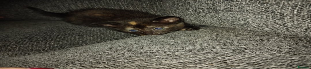 Mixed Breed Kitten 2