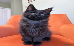 Maine Coon cats for sale: ✨Maine Coon Kittens Available - Champion Pedigree✨ - Image 5