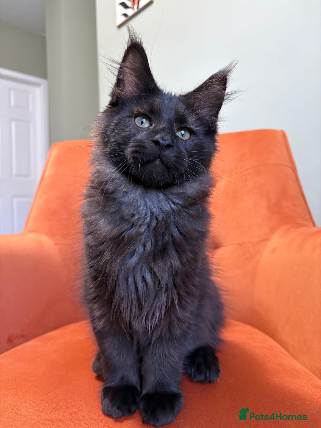 Maine Coon cats for sale: ✨Maine Coon Kittens Available - Champion Pedigree✨ - Image 5