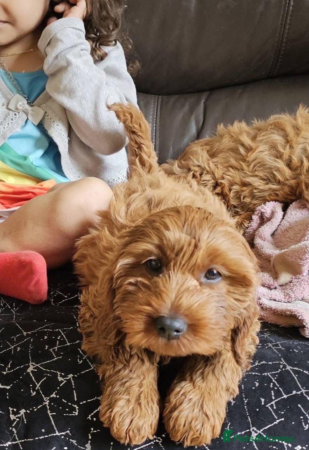 Cockapoo dogs for sale: Beautiful F1 Red Cockapoo Puppies - Image 6