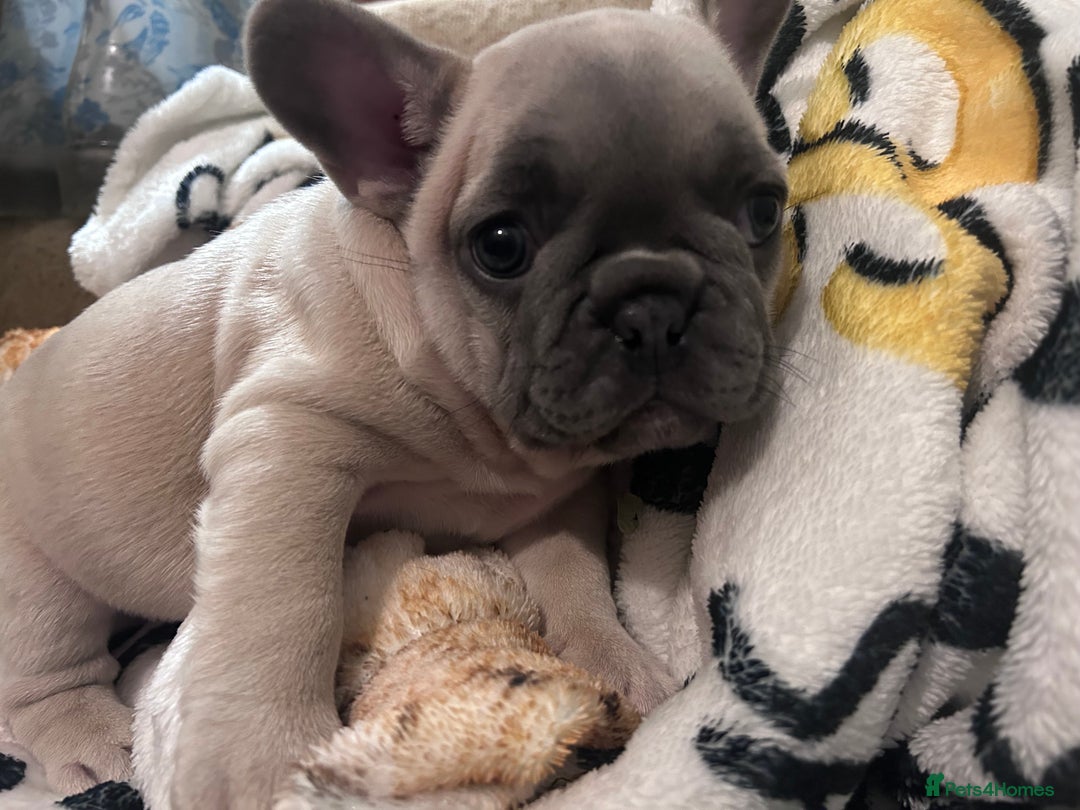 French Bulldog dogs for sale: French Bull Dog Puppies Bitches - Advert 14