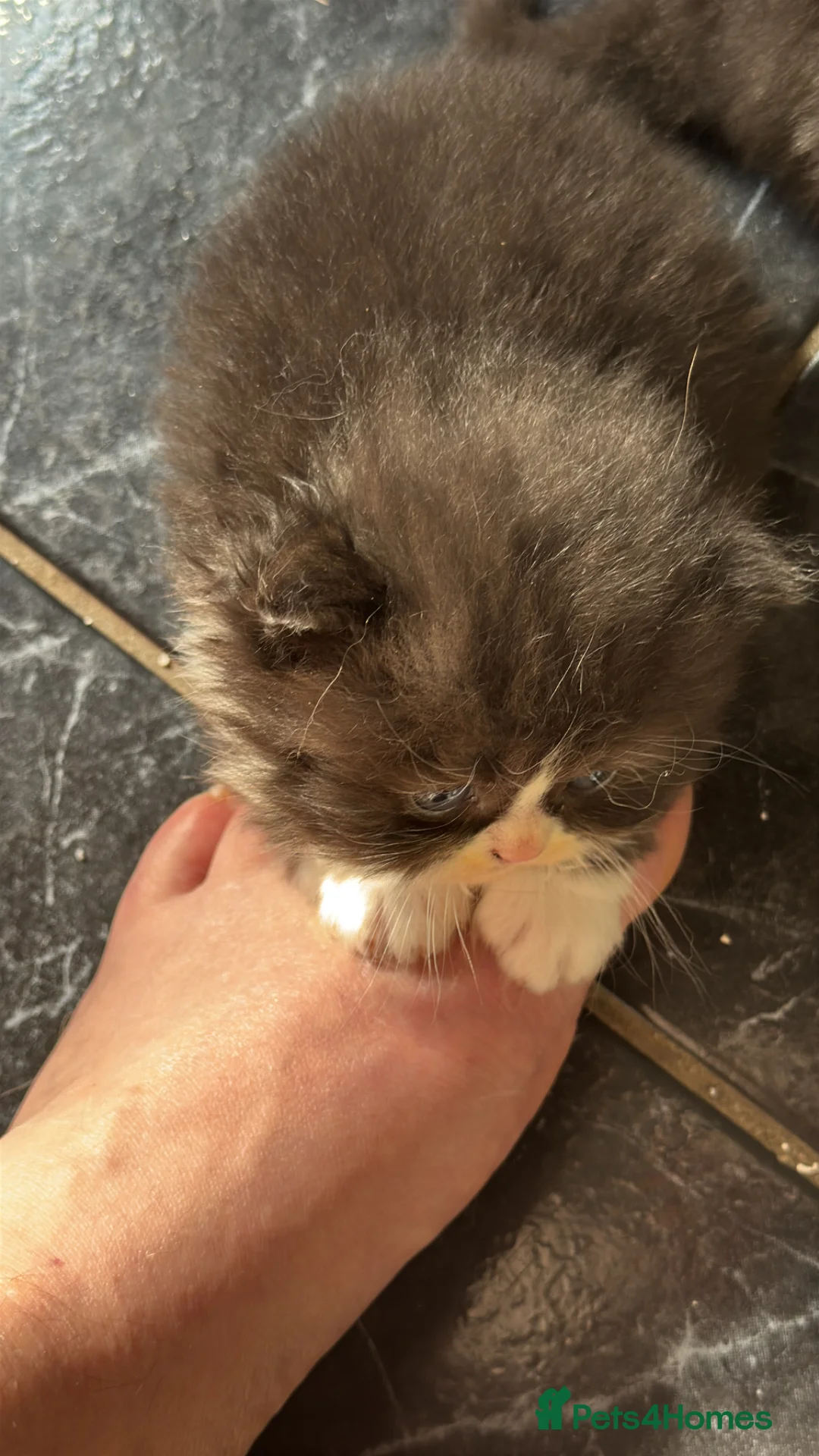 Persian cats for sale: Persian chinchilla  in London - Advert 15
