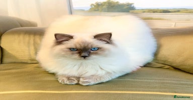 Ragdoll cats in Purley - Advert 2