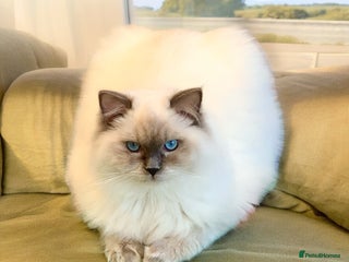 Ragdoll cats in Purley - Advert 8