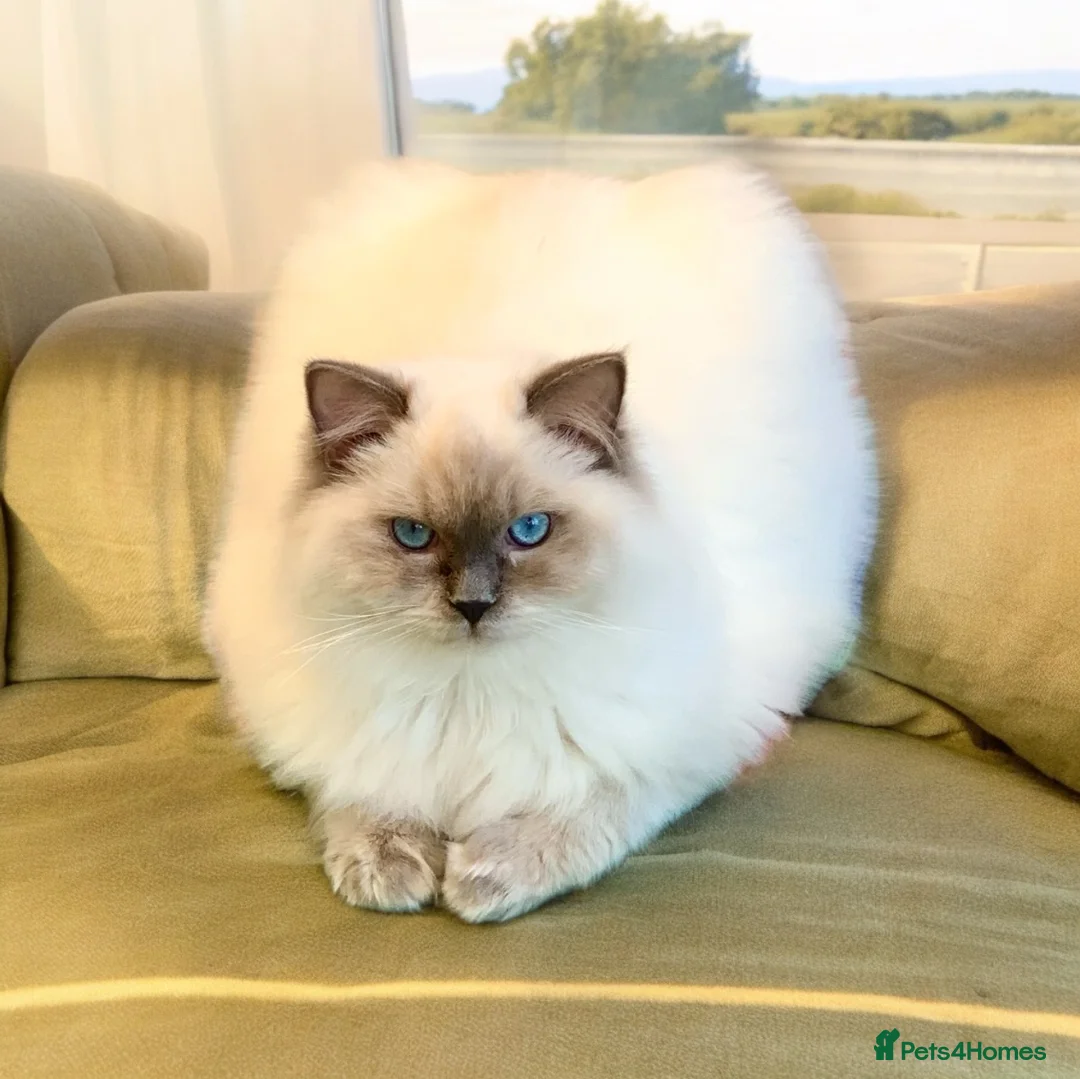 Ragdoll cats for stud: Blue point Ragdoll male for stud duty  in Purley - Advert 2