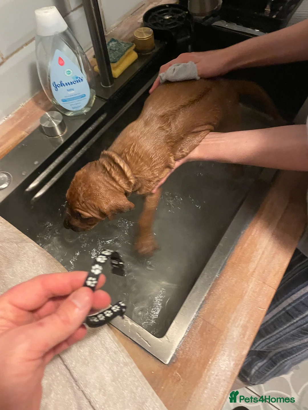 Rhodesian Ridgeback dogs for sale: Beautiful Rhodesian Ridgeback pups - Advert 17