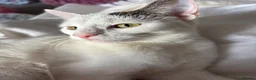 British Shorthair cats for sale: 2 female kittens  - Advert 1