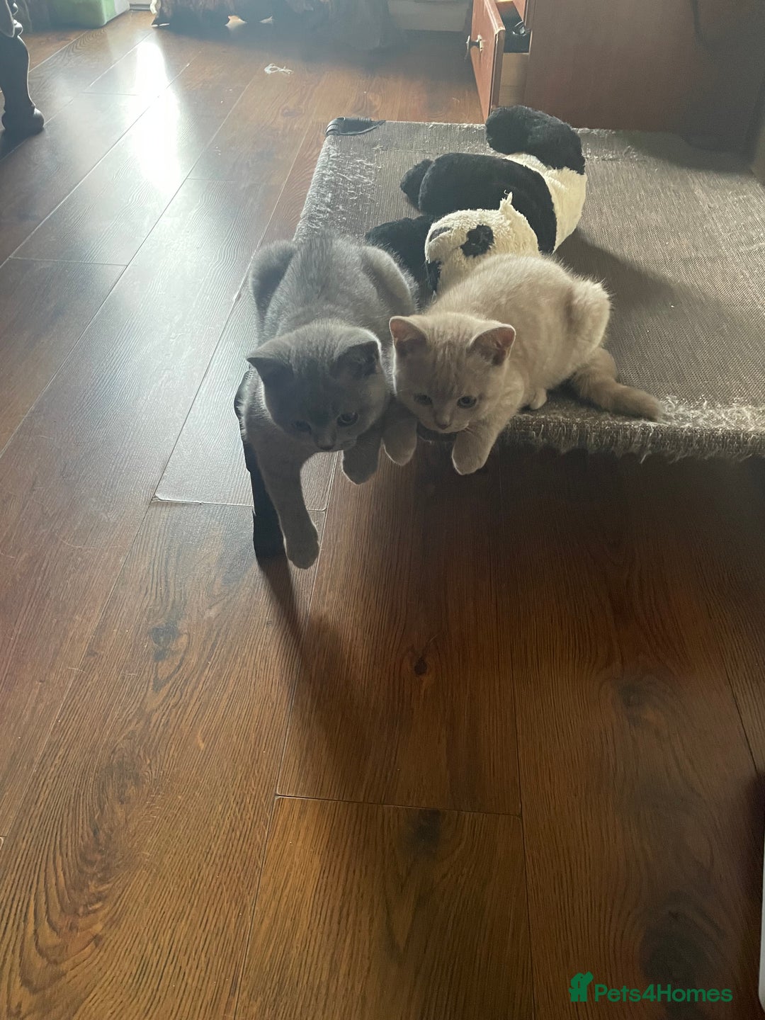 British Shorthair cats for sale: Beautiful British blue Kittens in Sheffield - Image 22