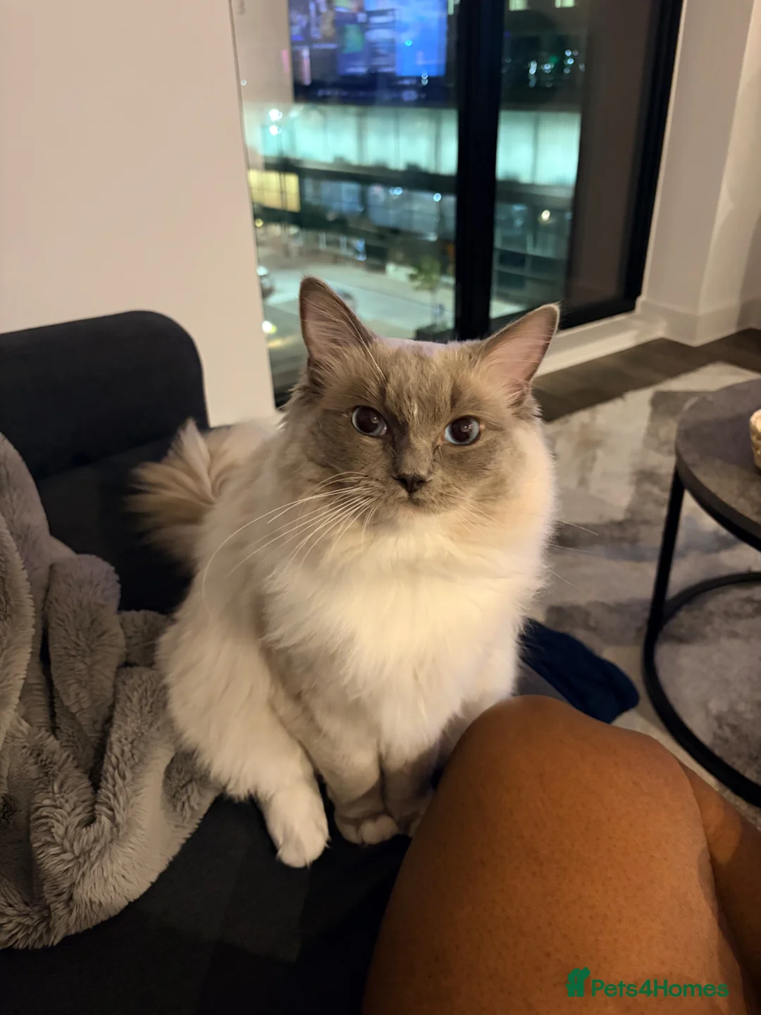 Ragdoll cats for stud: Beautiful purebred Ragdoll for stud  in Salford - Advert 1