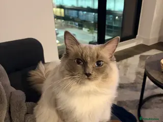 Ragdoll cats Beautiful purebred Ragdoll for stud - Advert 1
