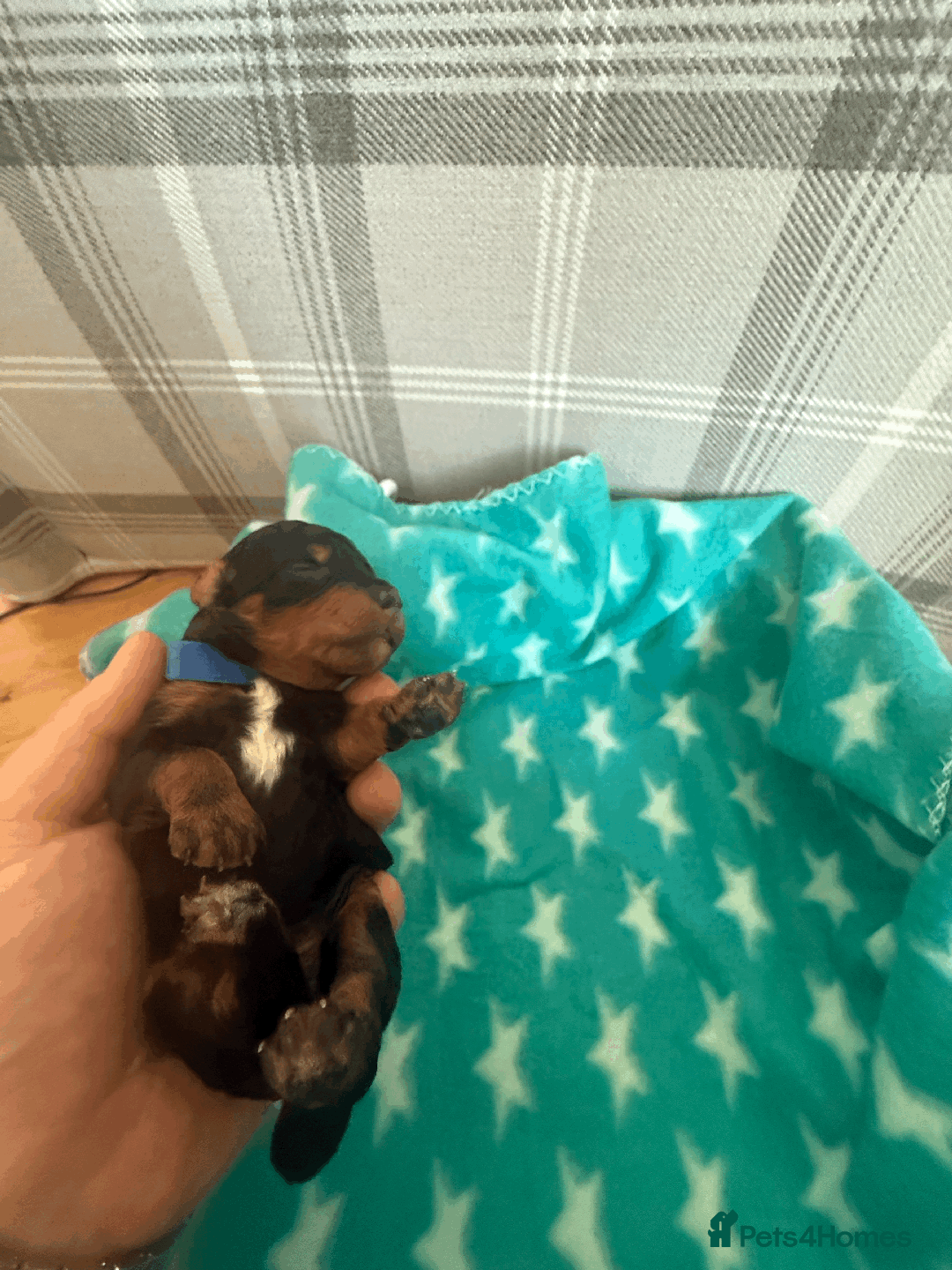 Labradoodle dogs for sale: Miniature Labradoodle F1BB Puppies - Image 5