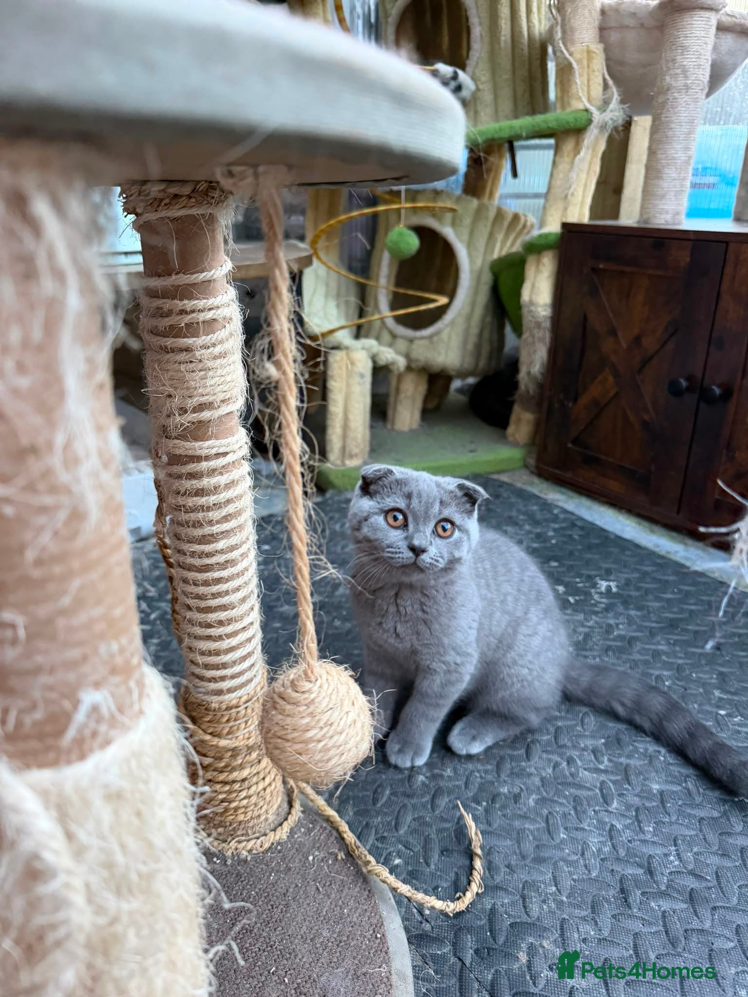 British Shorthair cats Beautiful Male British Shorthair Kitten  - Advert 1
